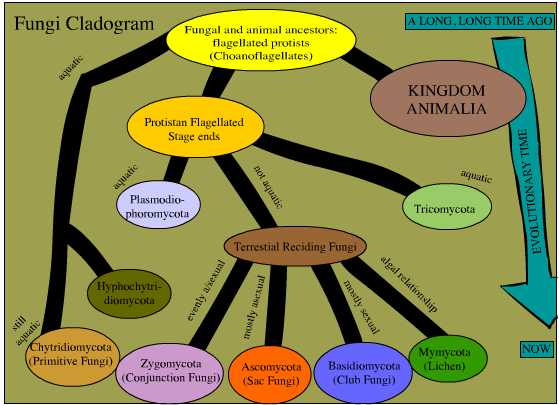 fungi diagram kingdom